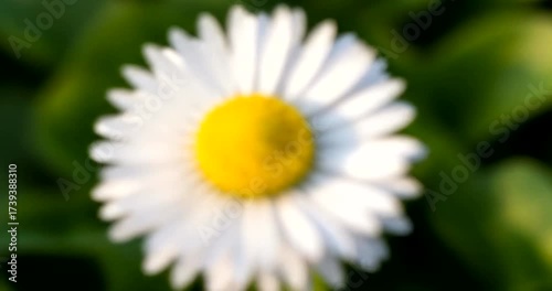 Close-up of a vibrant daisy flower in a lush green garden setting