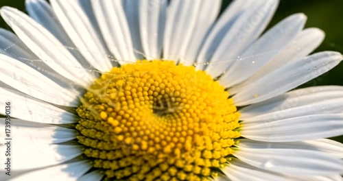 Close-up of a vibrant daisy flower with intricate yellow center details