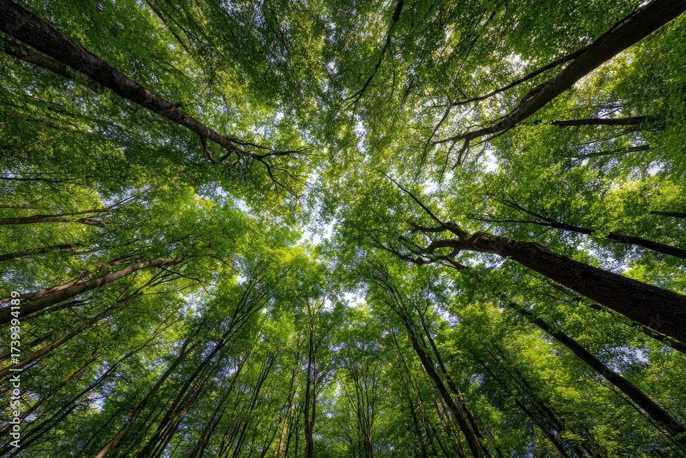 Fototapeta premium A view from below of a forest canopy filled with sunlight