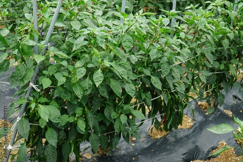 Tableau sur toile Capsicum annuum, Gochu, Korean chili pepper rich in capsaicin, vitamins, and ant