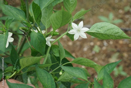 Schilderij op canvas Capsicum annuum, Gochu, Korean chili pepper rich in capsaicin, vitamins, and ant