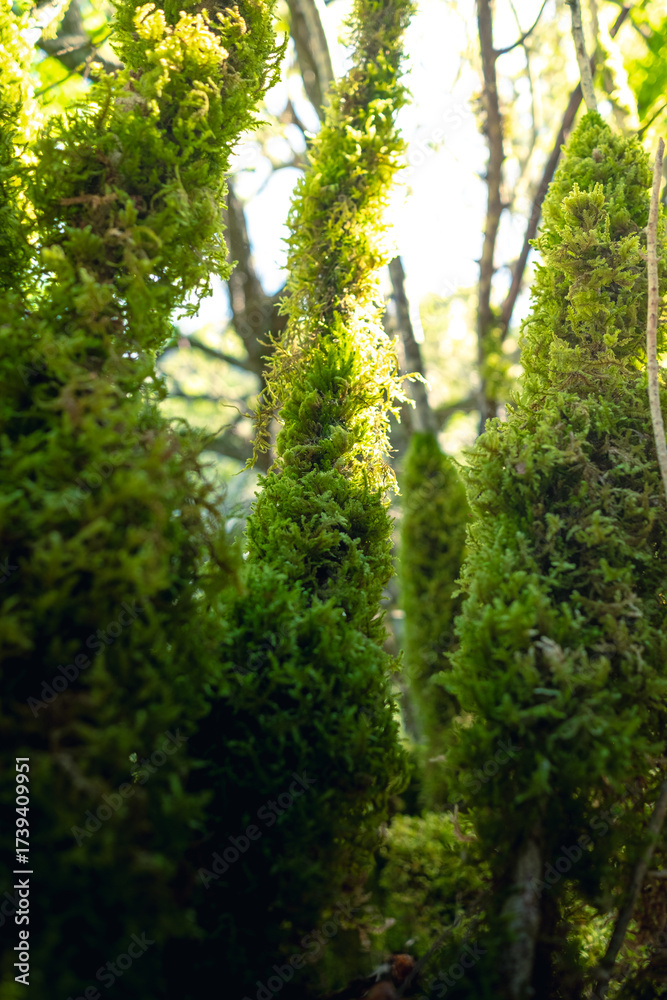 Fototapeta premium Foam in the forest