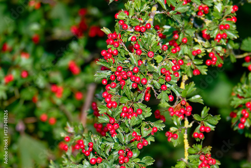 Weissdornbeeren (Crataegus Laevigata)