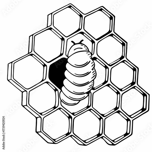 Hand Drawn Black And White Illustration Of A Bee Larva In A Honeycomb Cell insect
