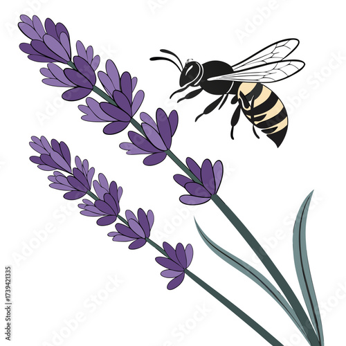 Illustration Of A Bee Flying Near Lavender Stalks With Purple Flowers insect