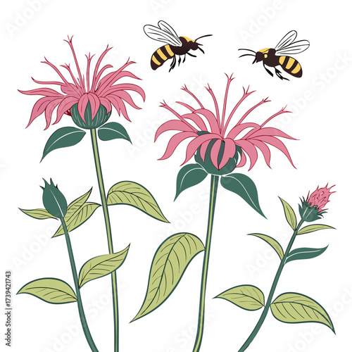 Two bees flying near pink monarda flowers with green leaves and buds on a white background Keywords: bee, insect, animal, flower, monarda, bee balm, nature, wildlife, pink, green, leaf, bud