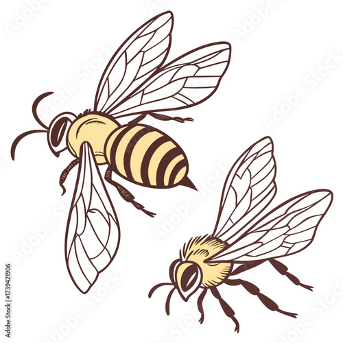 Two yellow and brown striped bees in flight with detailed wings and antennae insects flying