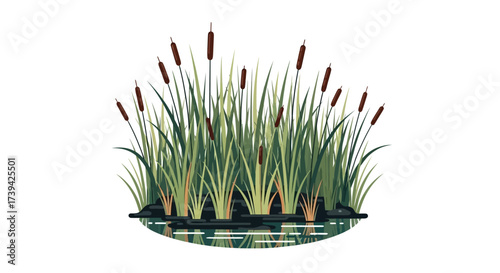 Serene cattails growing in still water 