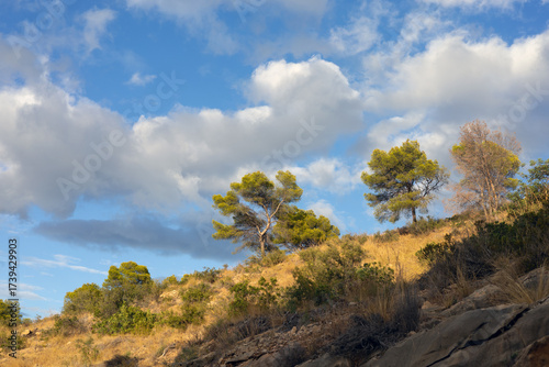  green trees on a hillside