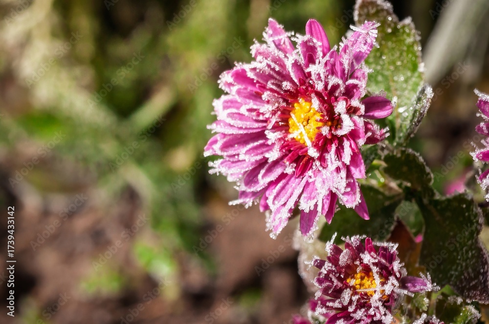 Fototapeta premium Frost-covered Chrysanthemum in the Morning