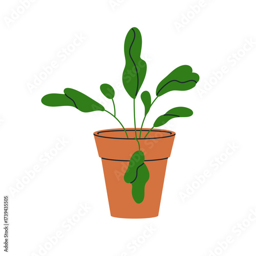 Green plant growing in pot. Interior houseplant. Leaf in room flowerpot. Foli...