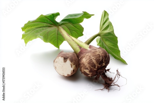 Taro on a white background