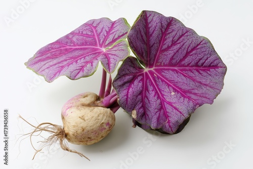 Taro on a white background