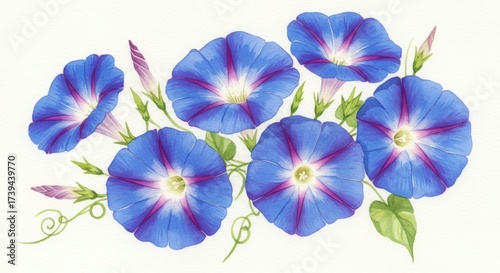 Vibrant blue morning glory flowers with deep purple stripes bloom in a cluster