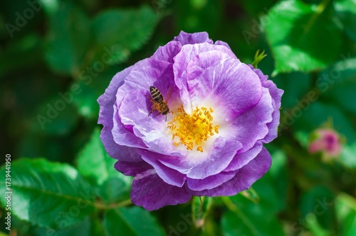A honeybee diligently gathers pollen from a large, vibrant purple rose, its petals softly unfurling in the warm sunlight.