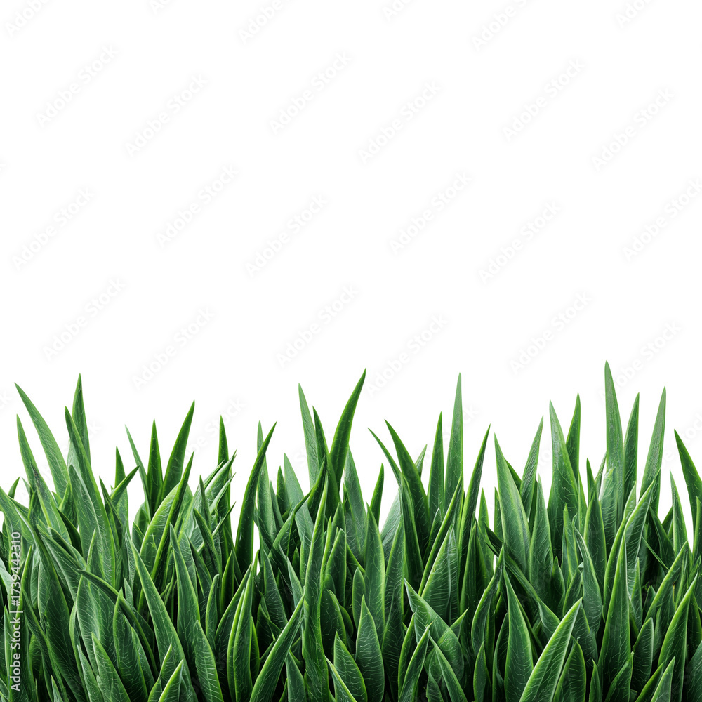 Obraz premium Vibrant green grass blades grow upwards against a deep dark expanse creating a natural outdoor scene isolated on transparent background