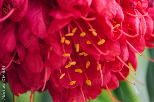 Macro close-up of a vibrant red cluster flower. Focus on the velvety petals and contrasting golden yellow pollen/stamens against a soft green background.