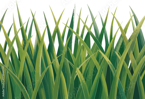 A bright, fresh, green grass leaf macro closeup isolated on a white background for summer growth and garden nature