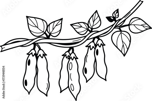 Vector silhouette peas on vine with leaves illustration
