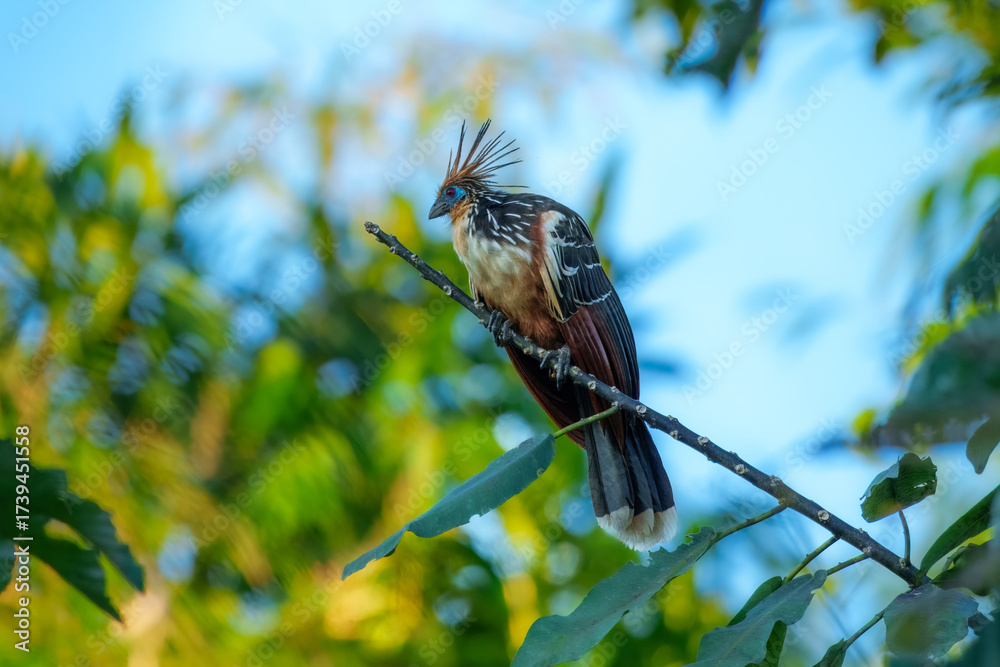 Fototapeta premium The hoatzin (Opisthocomus hoazin) Hoatzin sits on a tree branch and looks at another bird. , reptile or skunk bird, stinkbird or Canje pheasant) lives in swamps, forests and mangroves .