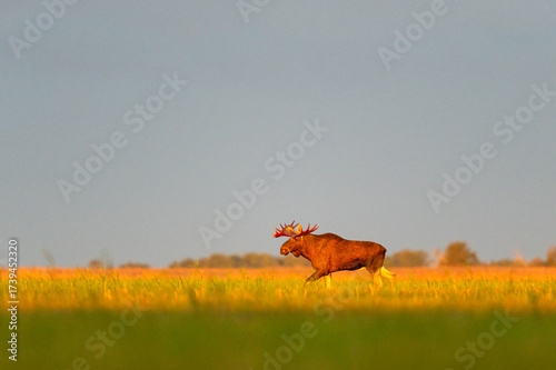 Bull moose with big antlers walking at sunrise