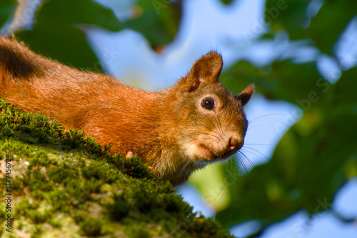 Wallpaper Mural Curious squirrel on tree close-up Torontodigital.ca