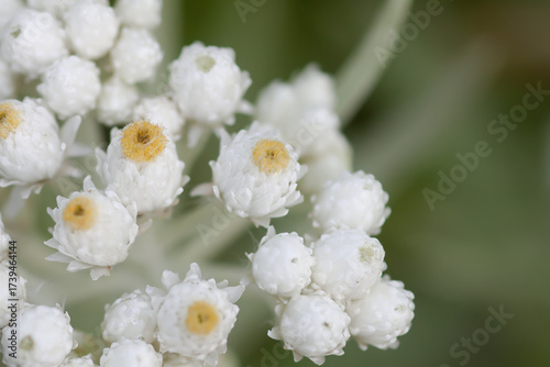 Close-up of Anaphalis margaritacea wildflower in summer meadow.