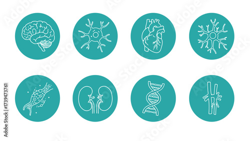 Human Anatomy And Biology Vector Icons Set: Brain, Heart, DNA, Cells