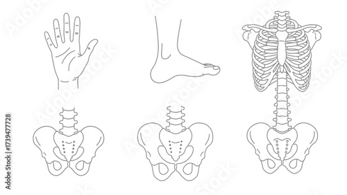 Human Anatomy Outline Set: Hand, Foot, Rib Cage, and Pelvis Illustrations