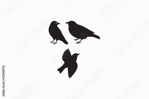 European common Starling bird vector silhouettes black color image. eps