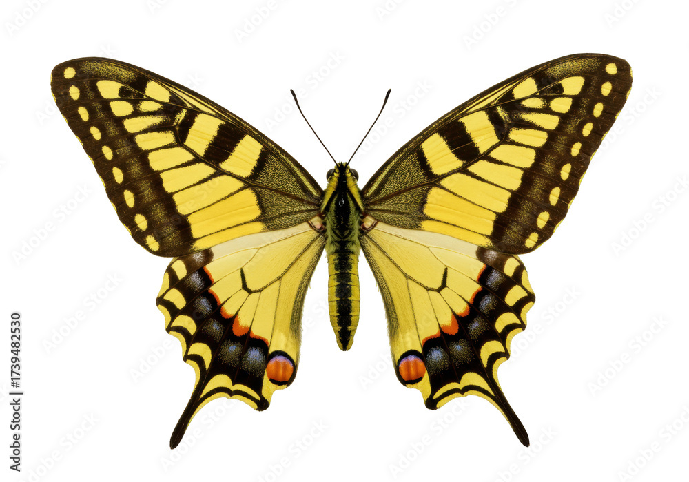 Fototapeta premium Isolated swallowtail butterfly with yellow and black pattern showing spread wings overhead