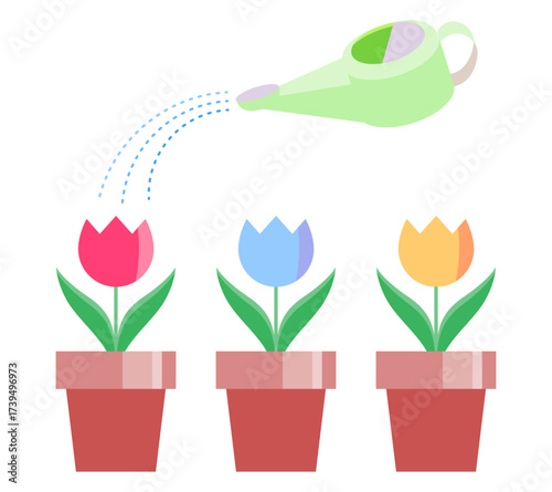 Illustration of three tulip pots being watered with a watering can, in color. Useful for gardening, education, flower bed guides, and seasonal illustrations.