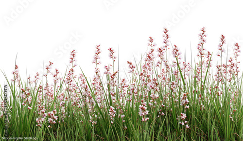 Green, grassy plants with pink and white flowers against a transparent backdrop
