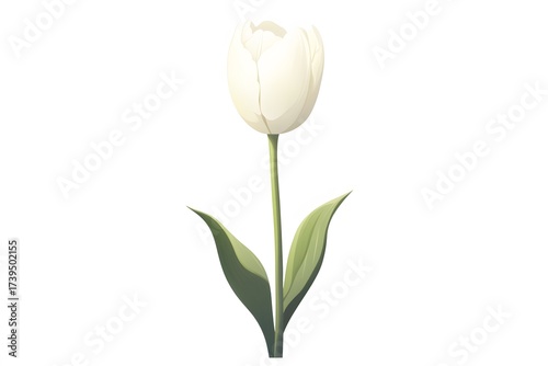 Elegant single white tulip with green leaves vector illustration on white background