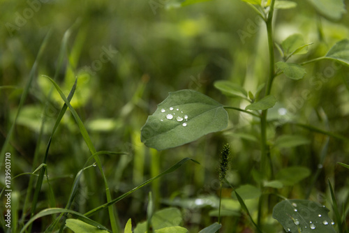 Gouttes d'eau sur des feuilles vertes de plantes sauvages en premier plan dans une ambiance verte en arrière plan