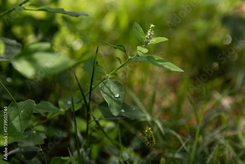 Plantes vertes sauvages avec des gouttes d'eau sur les feuilles dans une ambiance végétale verte en arrière plan