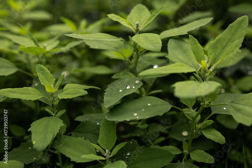 Plantes vertes sauvages avec des gouttes d'eau sur les feuilles, vue en gros plan, arrière plan vert