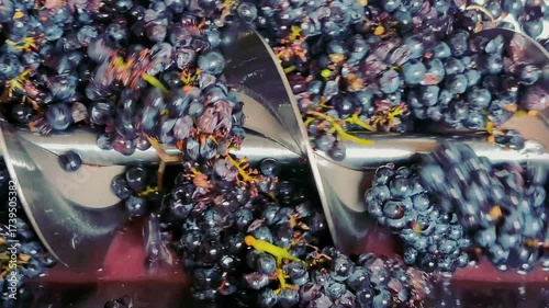 Wine local production on the small winery. Pinot noir wine production. The grapes are rotated and pushed by the metalic blades. 