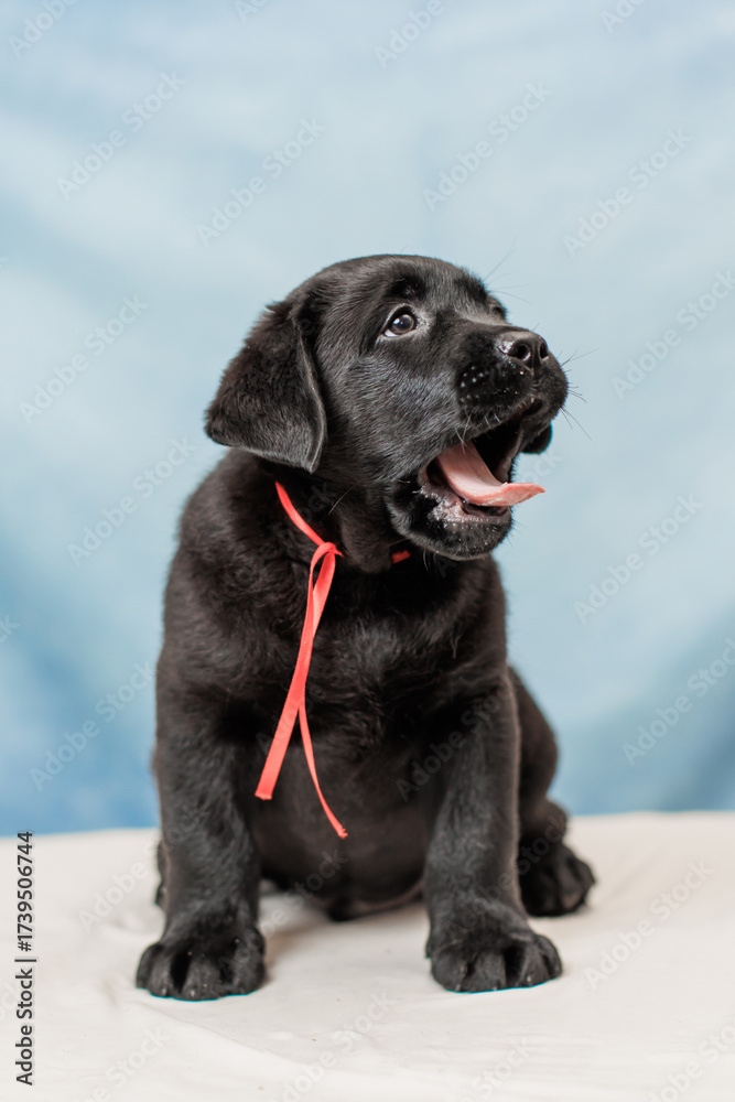Fototapeta premium a Labrador retriever puppy 