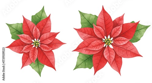 Stunning Poinsettia Flowers with Green Leaves for Festival Decor
