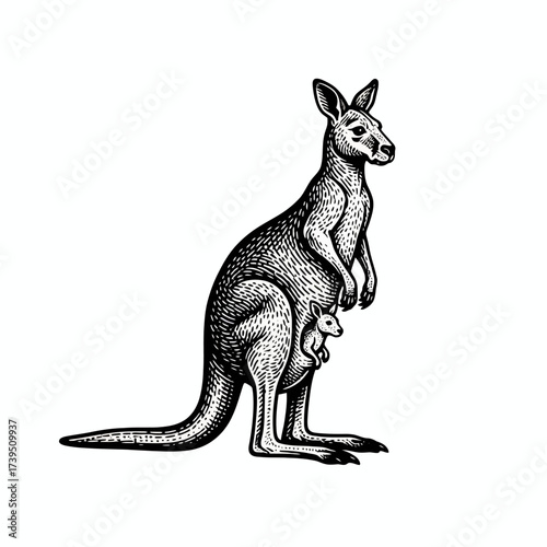 Kangaroo Illustration: A detailed illustration showcasing a kangaroo with its joey.