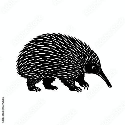 Echidna Portrait: A striking artistic representation of a solitary echidna, its distinctive spikes and long snout detailed in a high-contrast, captivating monochromatic study.