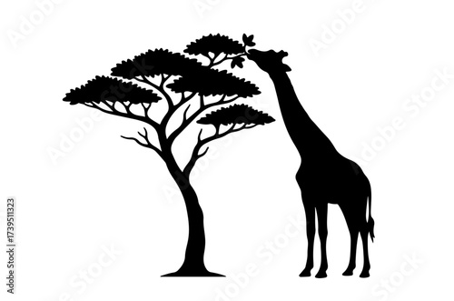 Giraffe and Tree Silhouette - Giraffe Bending Neck to Eat Branches Silhouette