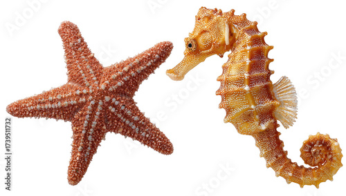 Two aquatic creatures, a starfish and a seahorse, isolated on a solid black background