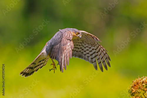 Sparrowhawk (Accipiter nisus,)