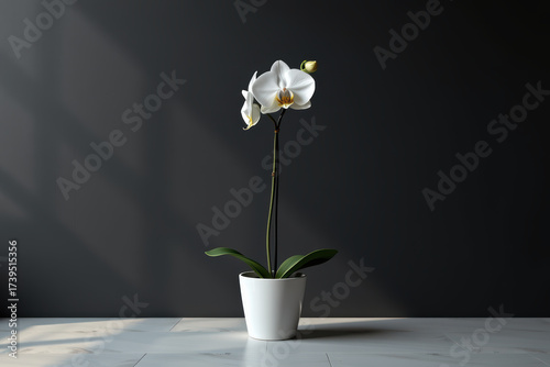 Wallpaper Mural White orchid potted plant minimalist decor white pot dark wall soft light home interior serene mood Torontodigital.ca
