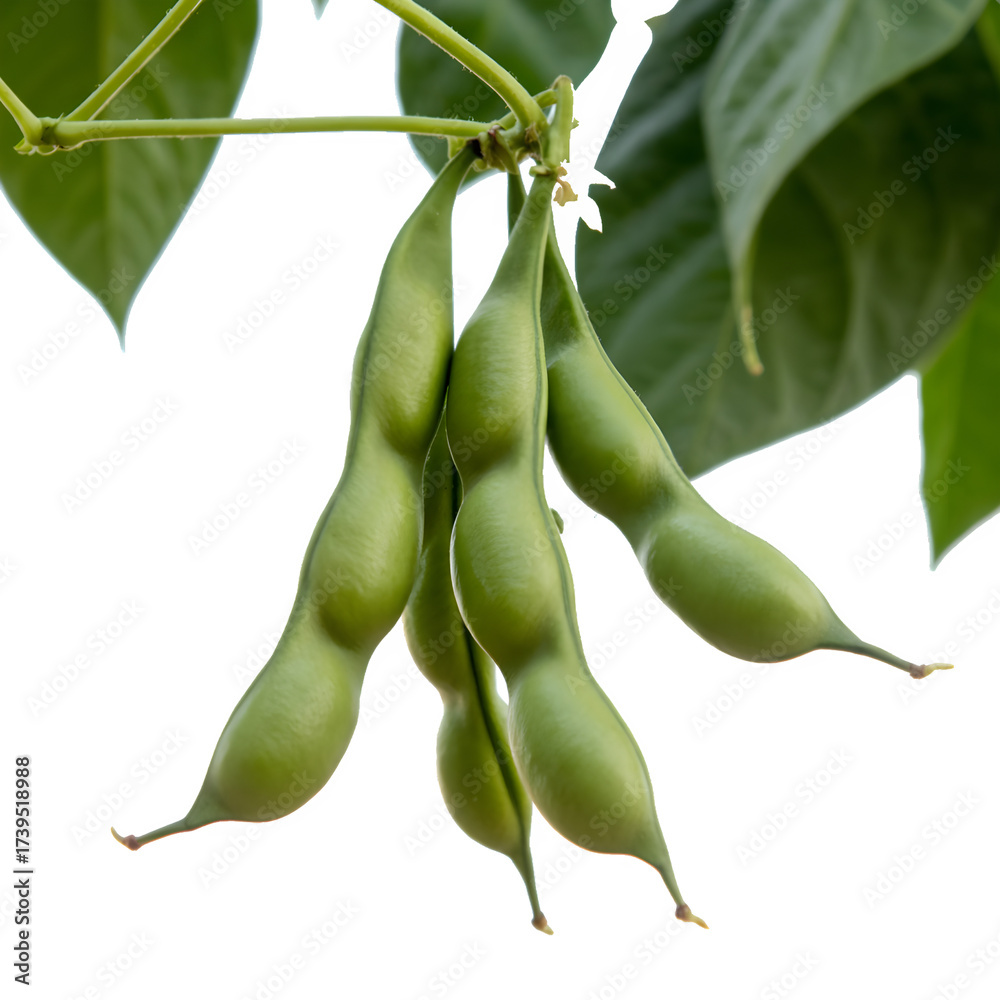 Obraz premium The green beans on a branch on transparent background.