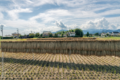 収穫期の田圃風景