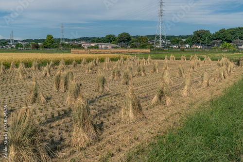 収穫期の田圃風景