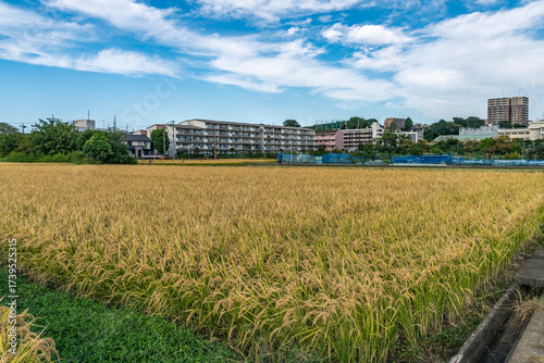収穫期の神奈川県の田圃風景